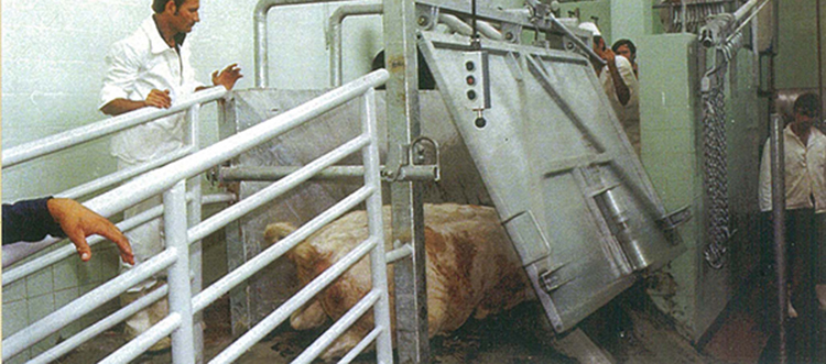 Sığır Devirme Hücresi