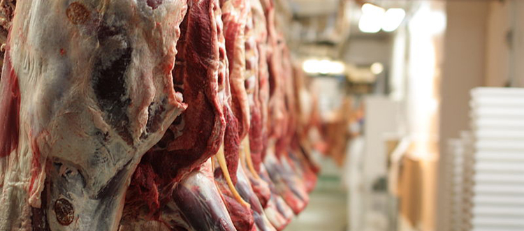 Doğuş Makina Kesimhane Sistemleri